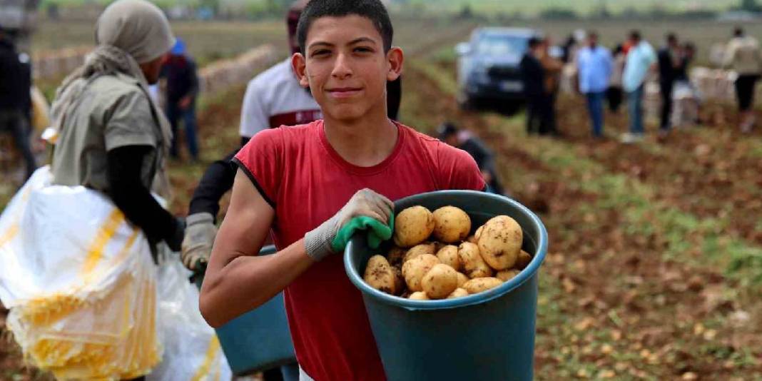 Asgari ücretlinin yine cebi yanacak! Hasat başladı ama fiyatlar memnun etmedi: Kilosu 24 liradan satılacak 1